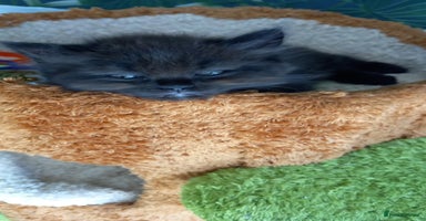 Ragdoll cats - Advert 14
