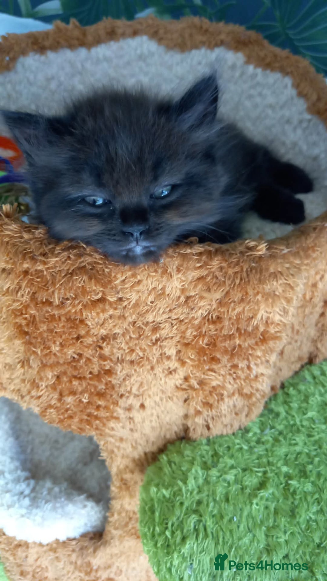 Ragdoll cats for sale: 2 flame point 1 chocolate point ragdolls  - Image 2