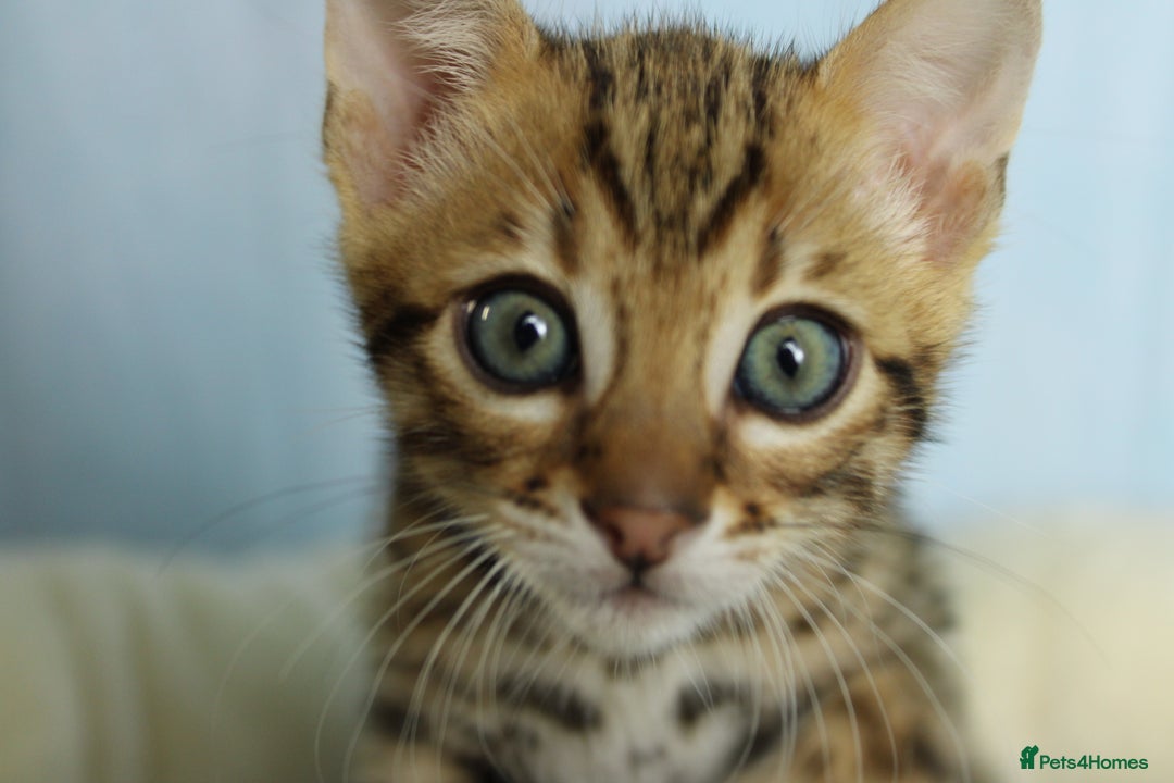 Bengal cats for sale: 🔥Absolute stunning Bengals for reservation🔥 - Image 16