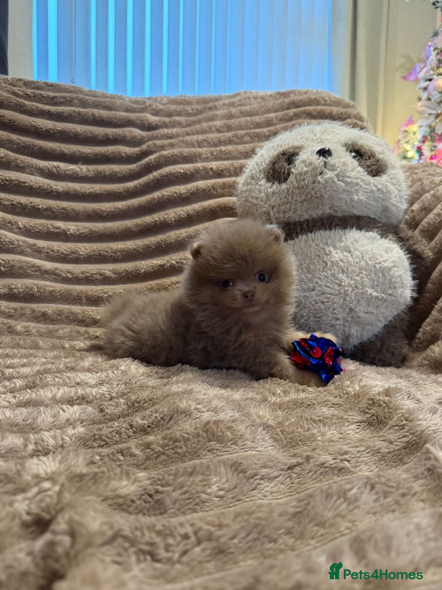 Pomeranian dogs KC RARE LILAC & TAN 🧸 TEDDY BEAR - Advert 11