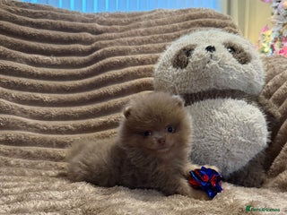 Pomeranian dogs KC RARE LILAC & TAN 🧸 TEDDY BEAR - Advert 4