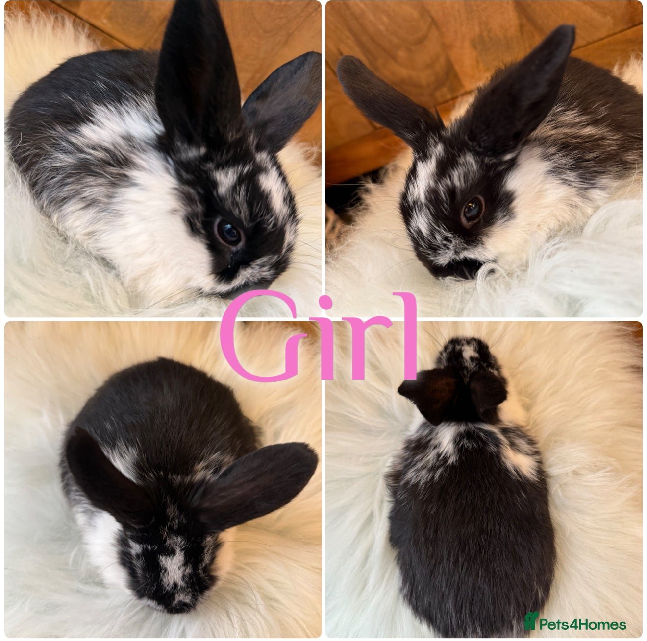 Mini Lop rabbits Baby Mini Lop Rabbits For Sale Ready to Go 8 Weeks - Advert 3