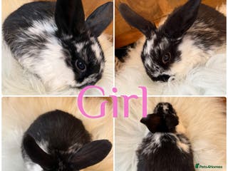 Mini Lop rabbits Baby Mini Lop Rabbits For Sale Ready to Go 8 Weeks - Advert 5