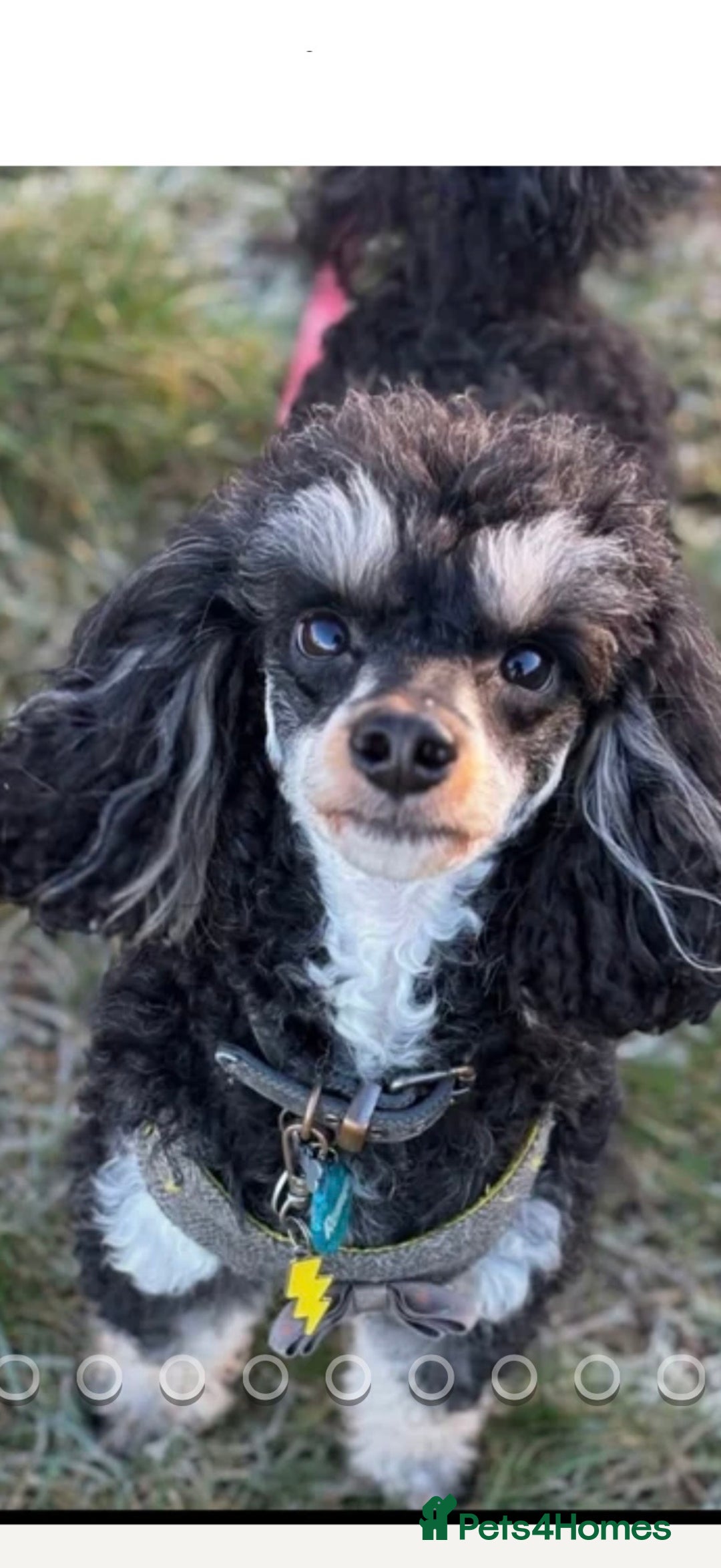 Cavapoo dogs for sale: Beautiful F1b Cavapoo Puppies - Advert 2