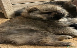 Pomeranian dogs for sale: 2 stunning teddy bear Pomeranians boys - Image 3