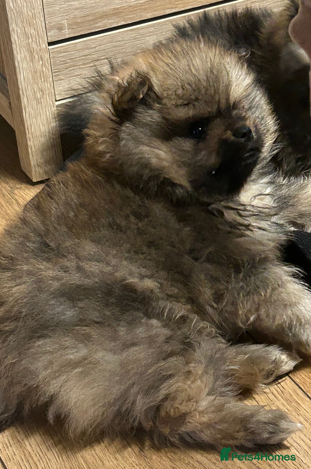 Pomeranian dogs for sale: 2 stunning teddy bear Pomeranians boys - Image 3