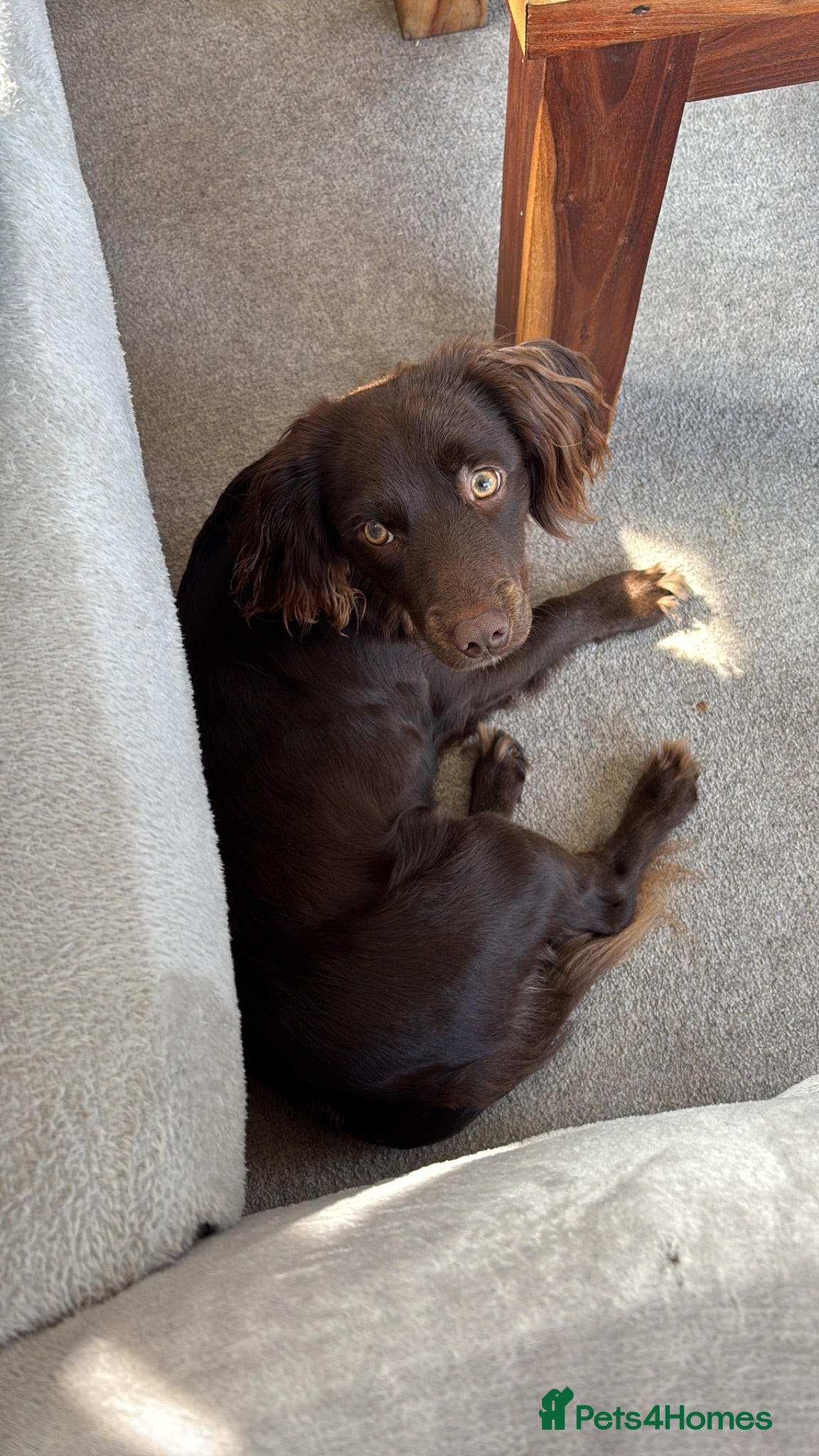 Mixed Breed dogs Male cocker spaniel cross jack russell  - Advert 1