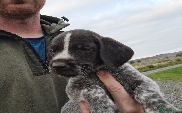 German Wirehaired Pointer dogs in Consett - Advert 1