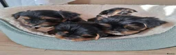 Yorkshire Terrier dogs for sale: Beautiful Yorkshire Terrier Puppies 2 Girls 3 Boys in Gateshead - Advert 3