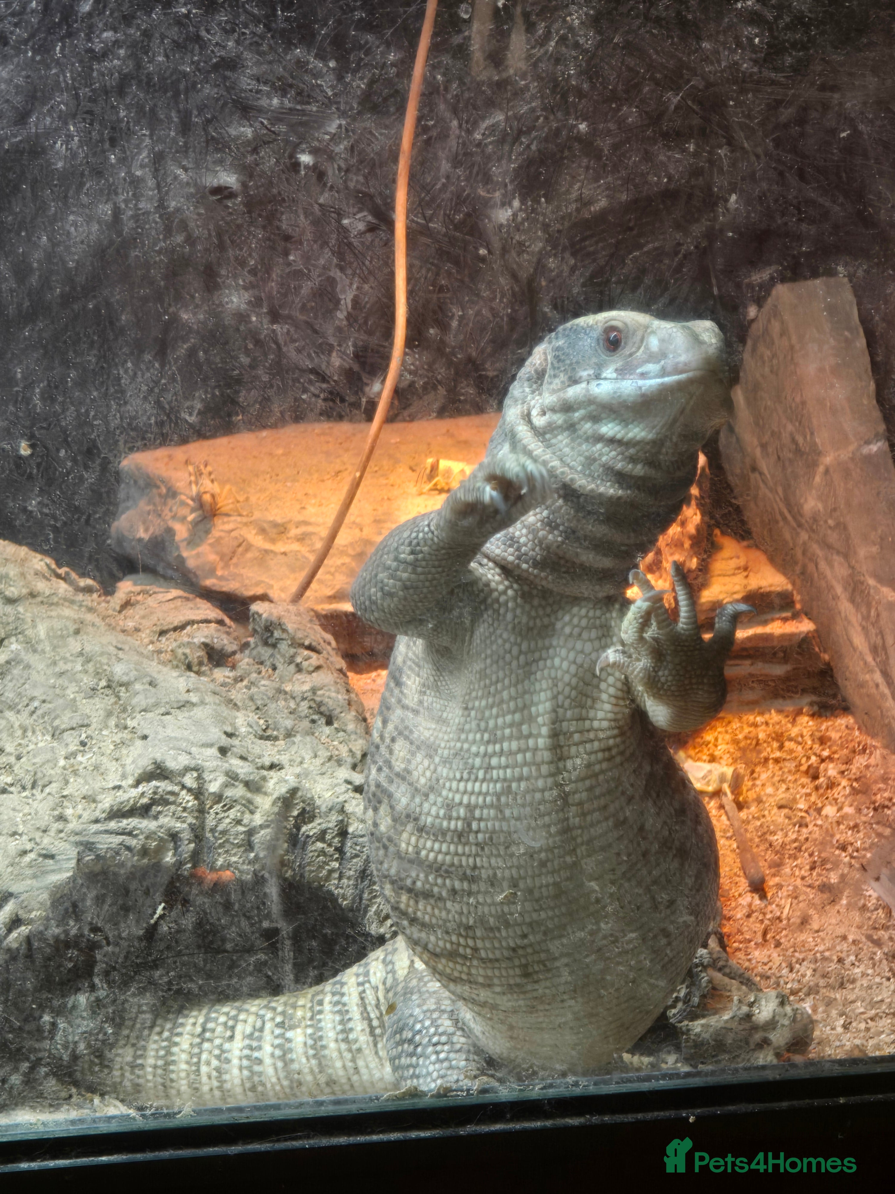 Monitor reptiles Savannah monitor lizard Dottie - Advert 1