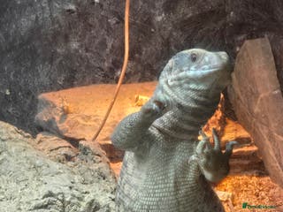 Monitor reptiles Savannah monitor lizard Dottie - Advert 1