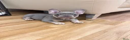 French Bulldog dogs for sale: French bulldog Puppy  in Hook - Advert 3