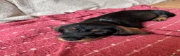 Dachshund dogs for sale: 5 Standard wire hair daschunds - Advert 2