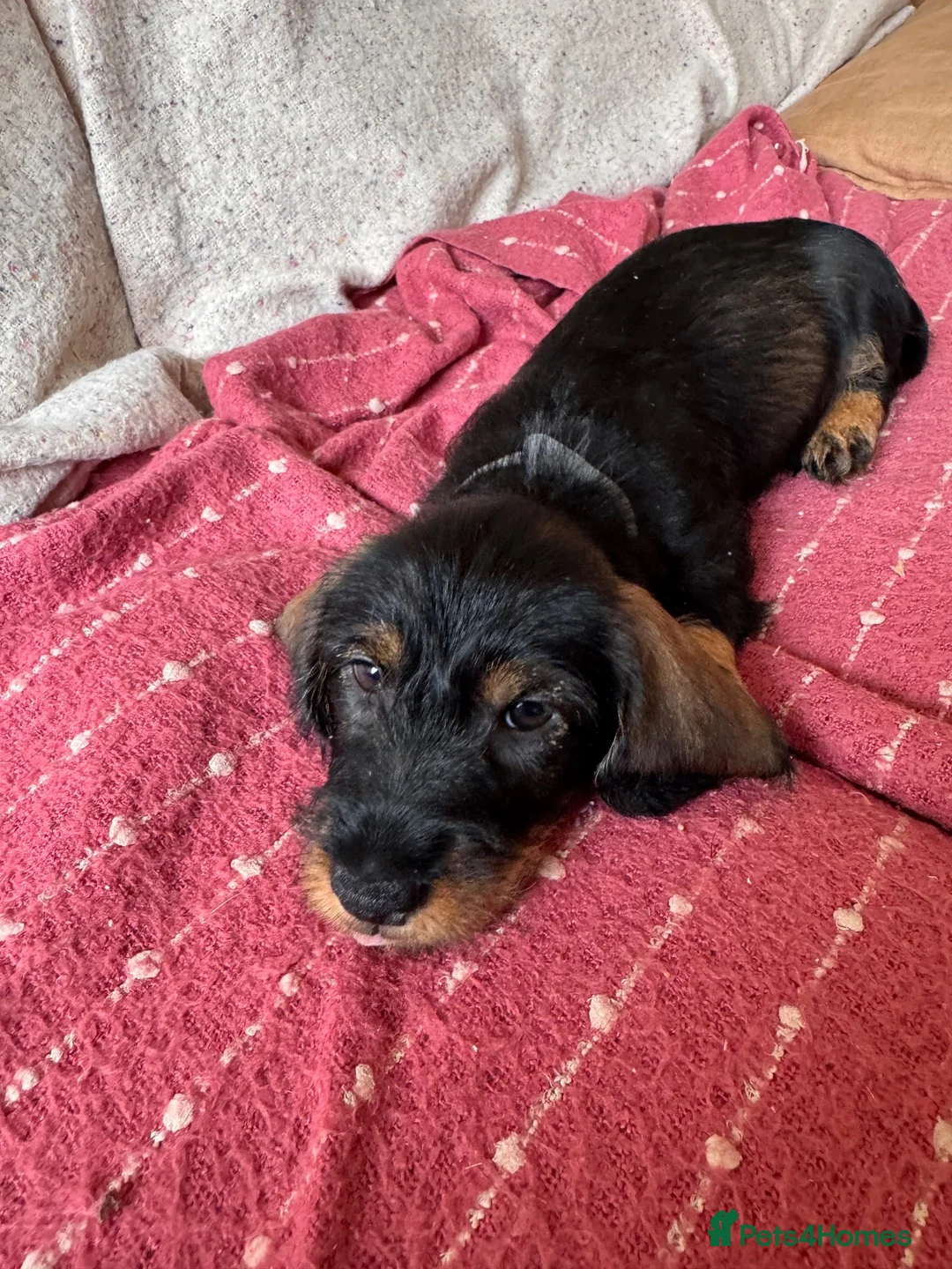 Dachshund dogs for sale: 5 Standard wire hair daschunds - Advert 2