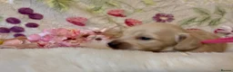 Miniature Dachshund dogs for sale: Cream long haired miniature dachshund puppies  - Advert 19