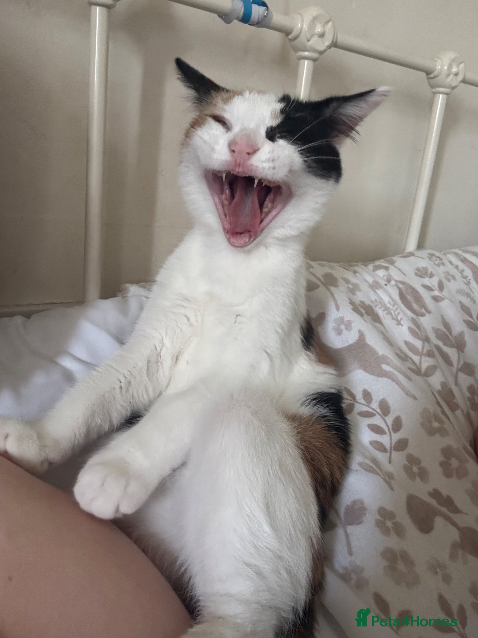 Mixed Breed cats 5 month old kitten  - Advert 2