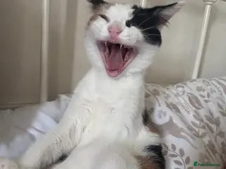 Mixed Breed cats 5 month old kitten - Advert 2