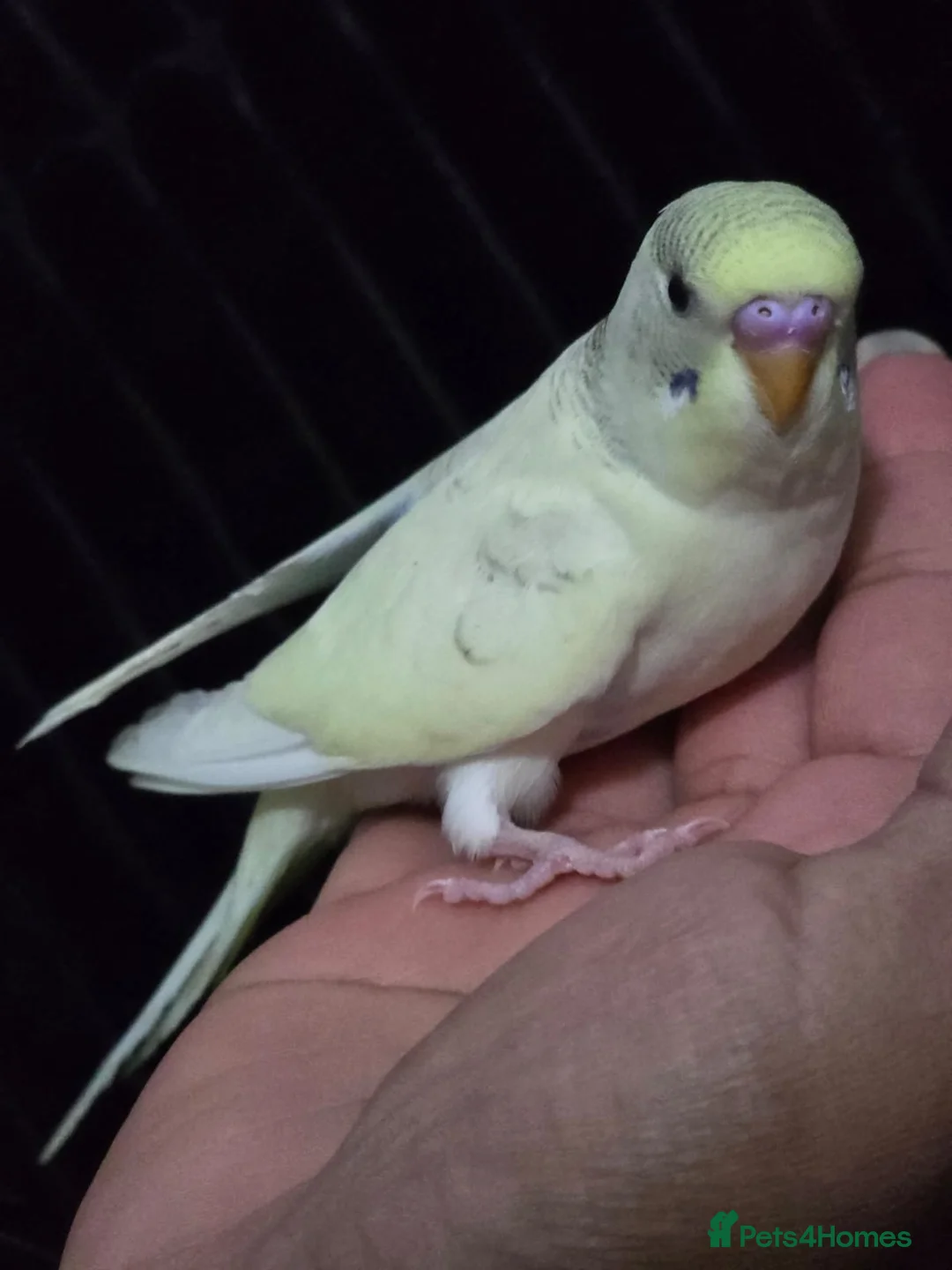 Budgerigars birds for sale: Hand tamed baby budgies for sale  - Advert 1