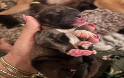 Mixed Breed dogs for sale: Saluki Bull Grey Puppies  - Image 2