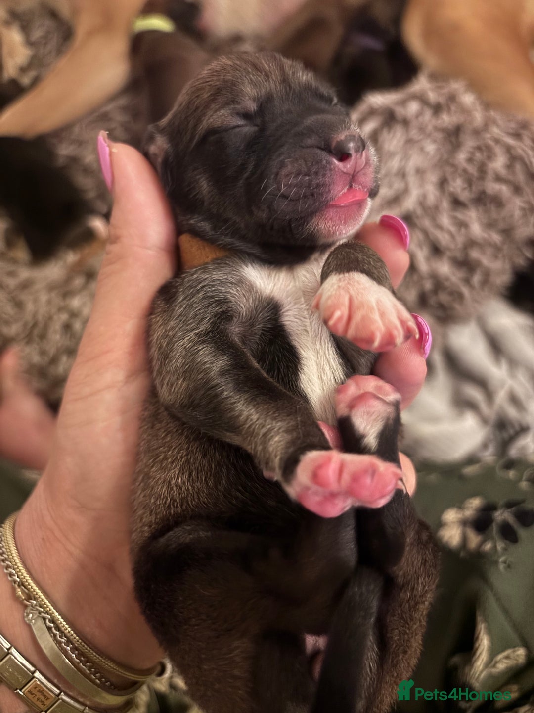 Mixed Breed dogs for sale: Saluki Bull Grey Puppies  - Image 2