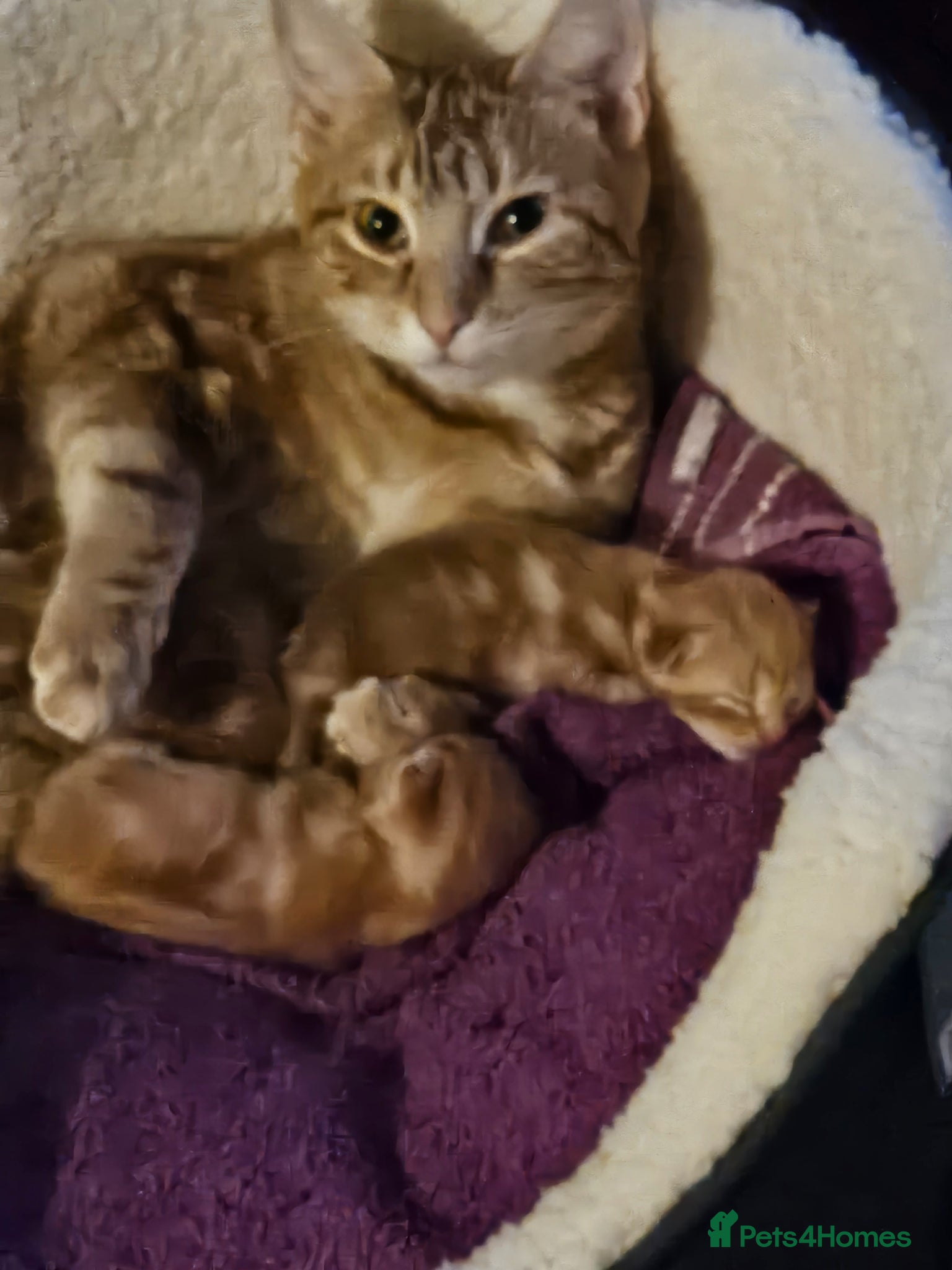 British Shorthair cats Beautiful gingers  - Advert 1