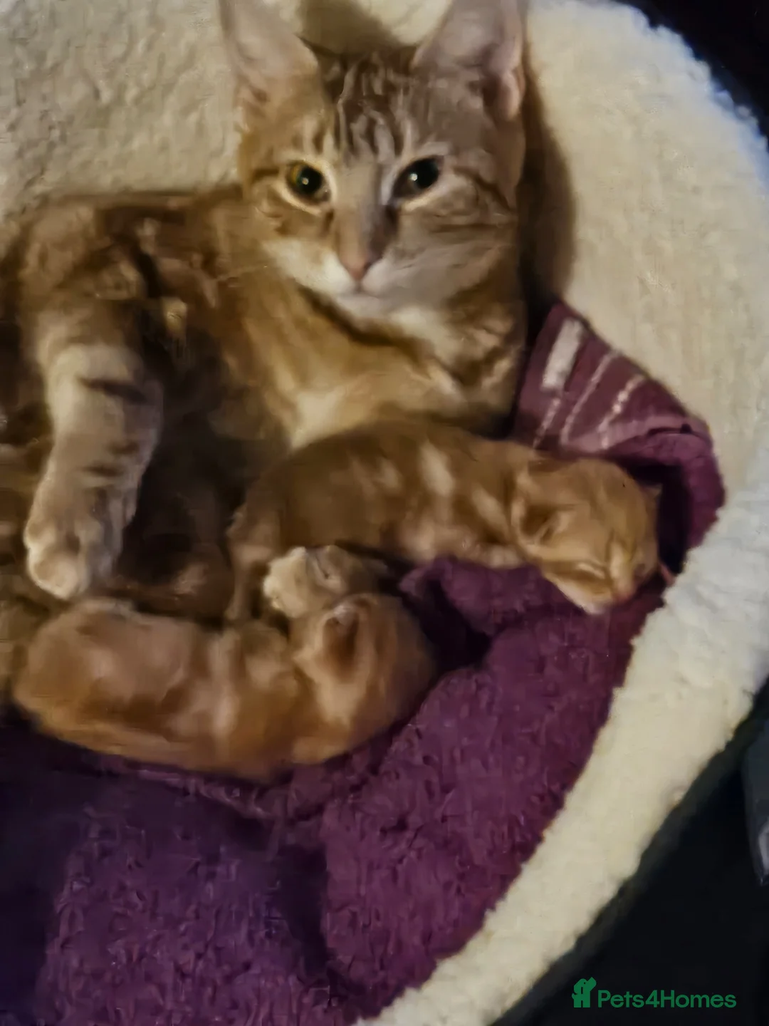 British Shorthair cats for sale: Beautiful gingers  in London - Advert 1