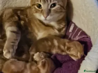 British Shorthair cats Beautiful gingers - Advert 2