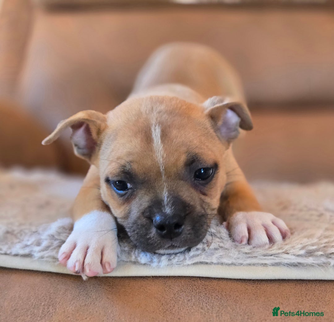 Staffordshire Bull Terrier dogs for sale: !READY NOW! KC Reg Quality Red Staffy Puppies  - Image 6