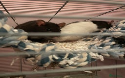 Rat rodents for sale: 2 Female Rats For Sale - Image 2