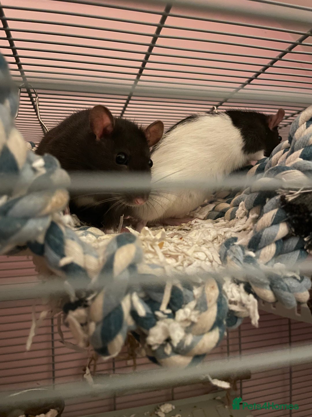 Rat rodents for sale: 2 Female Rats For Sale - Image 2