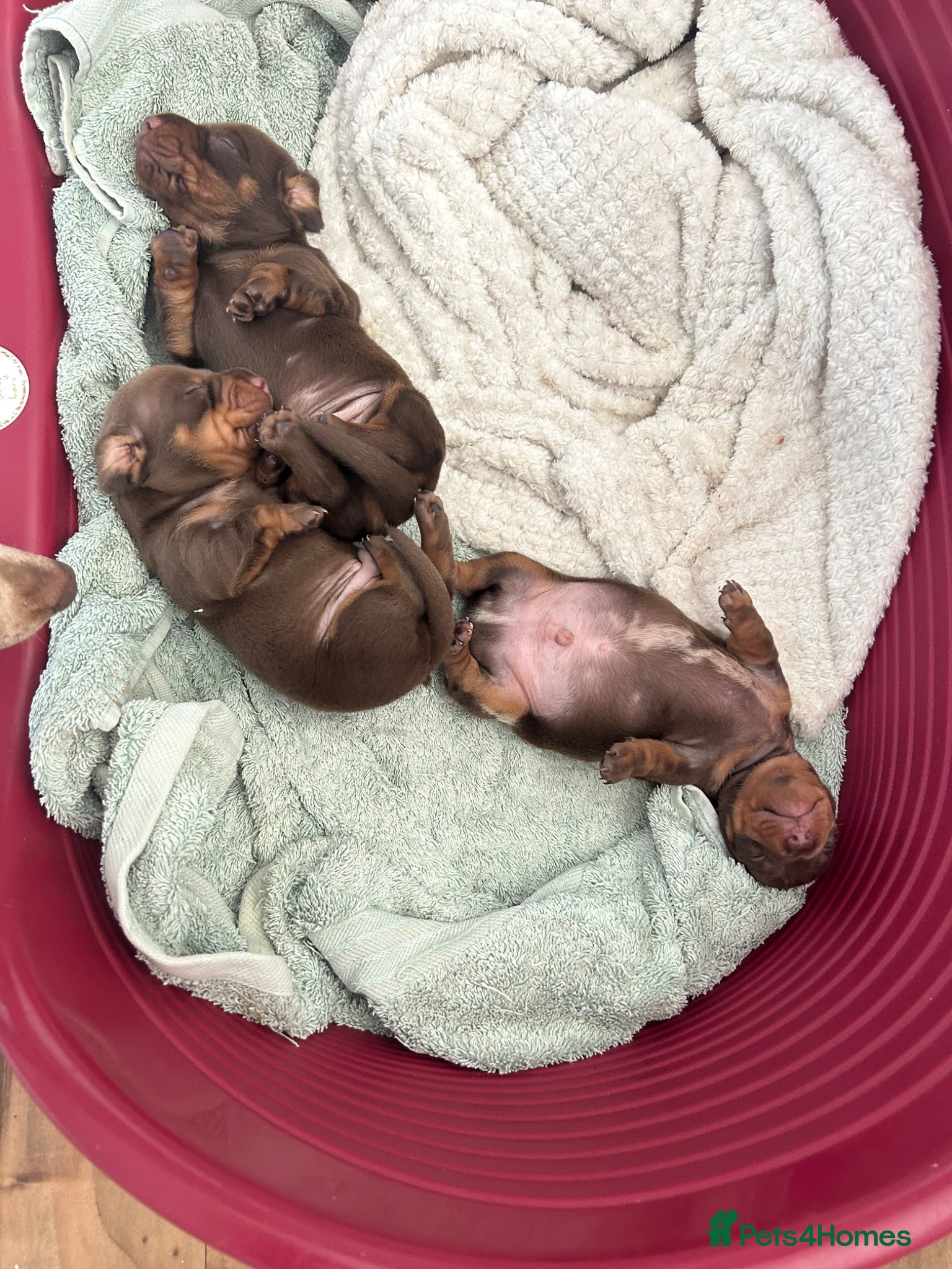 Miniature Dachshund dogs for sale: 3 miniature dashund boys kc reg - Advert 5