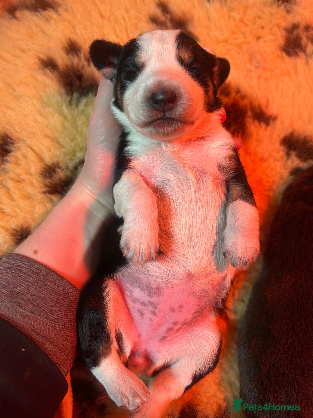 Mixed Breed dogs for sale: Australian Kelpie/Cocker Spaniel Puppies  - Advert 9