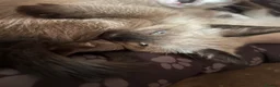 Ragdoll cats for sale: Ragdoll X Siamese Kittens.  - Advert 1