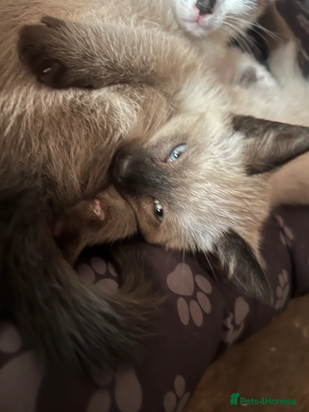 Ragdoll cats for sale: Ragdoll X Siamese Kittens.  - Advert 1