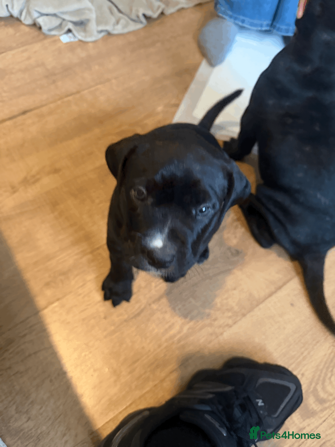 Presa Canario dogs for sale: 1 Male and 1 Female Quality Presa Canario Puppies in Solihull - Advert 12