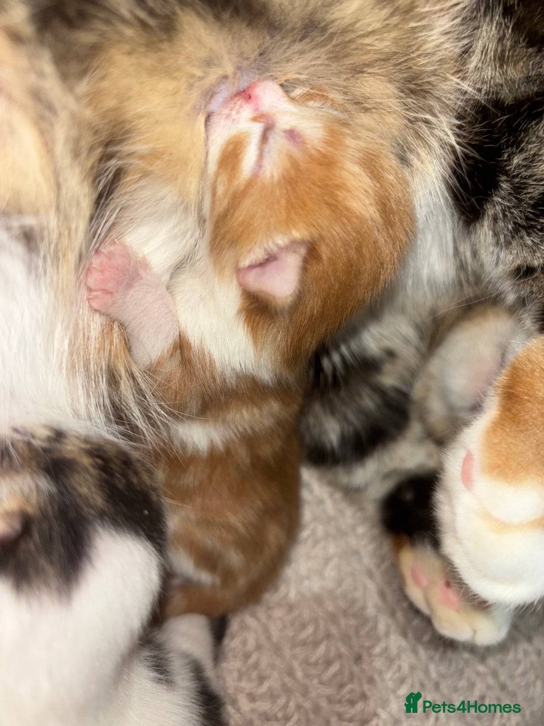 Mixed Breed cats for sale: 3x Kittens  - Advert 2