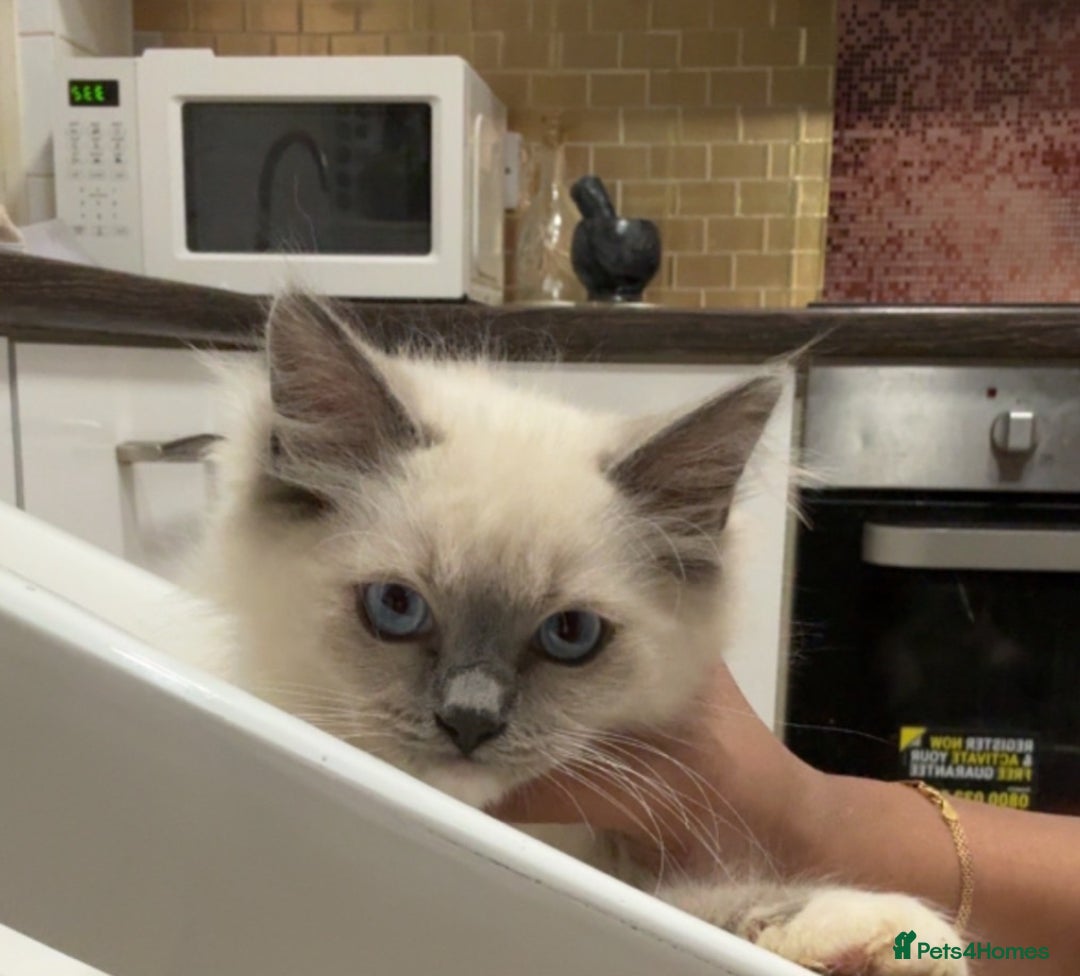 Ragdoll cats for sale: Ragdoll babies  in Barking - Image 4