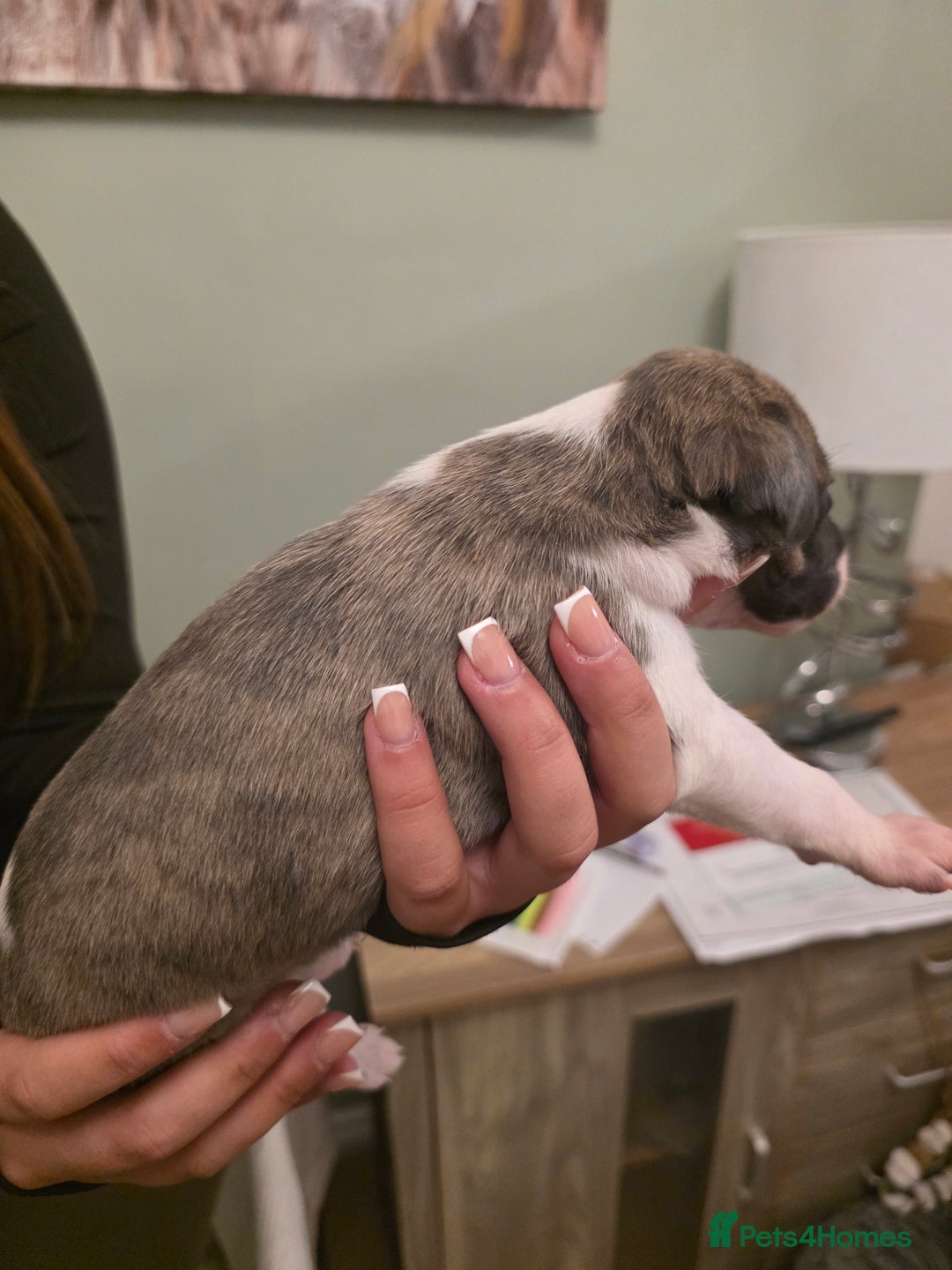 Whippet dogs for sale: Whippet pups for sale - Advert 10
