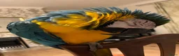 Macaws birds for sale: Silly Tame 1 person Macaw  - Advert 3