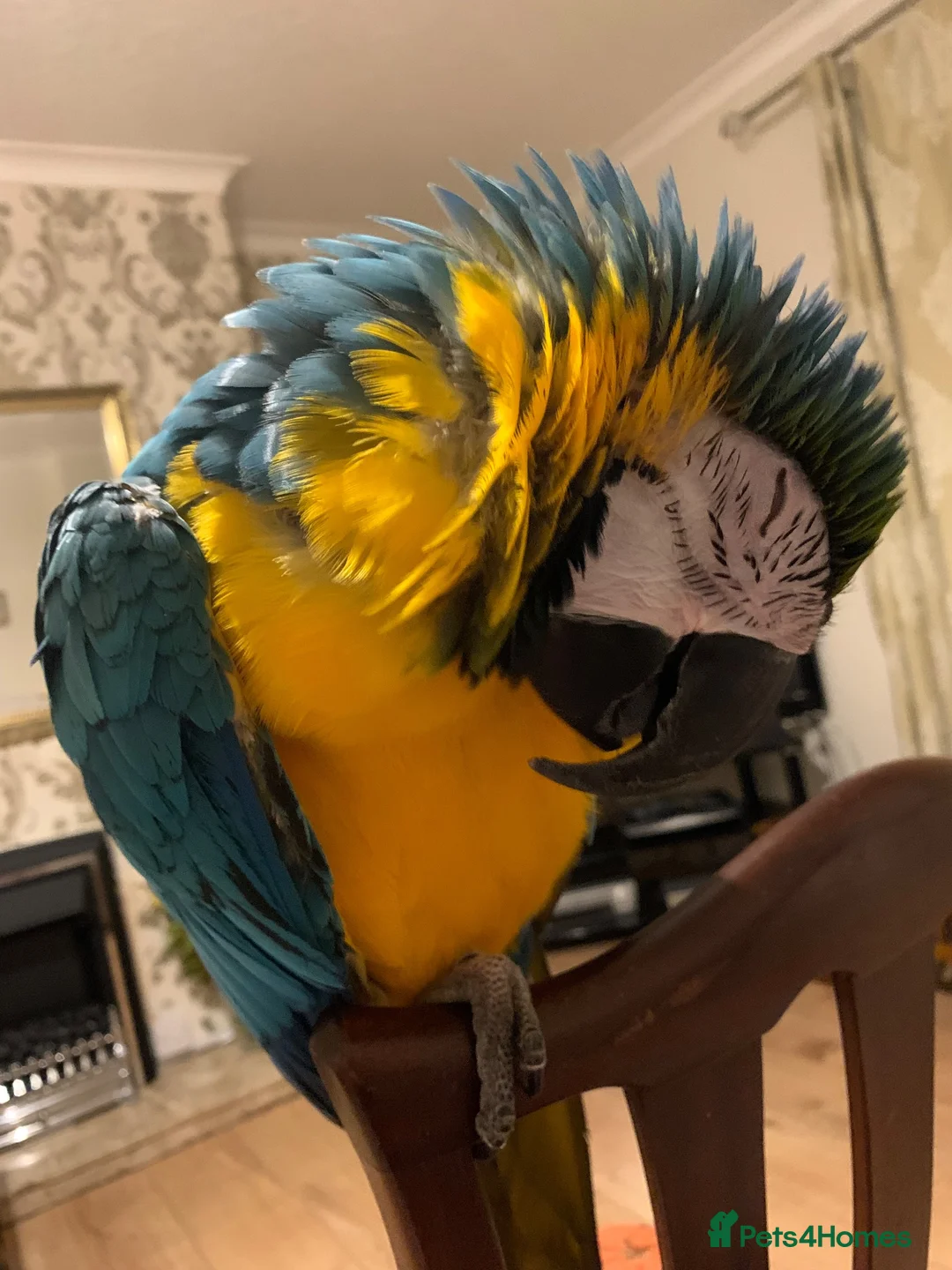 Macaws birds for sale: Silly Tame 1 person Macaw  - Advert 3