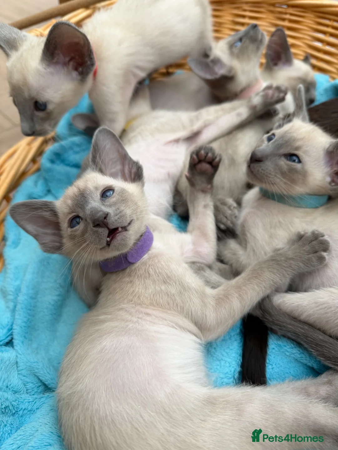 Siamese cats for sale: Pedigree GCCF Registered Siamese Kittens  - Advert 7