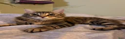 Mixed Breed cats for sale: 6 month old cat looking for his forever home  in Halesowen - Advert 4