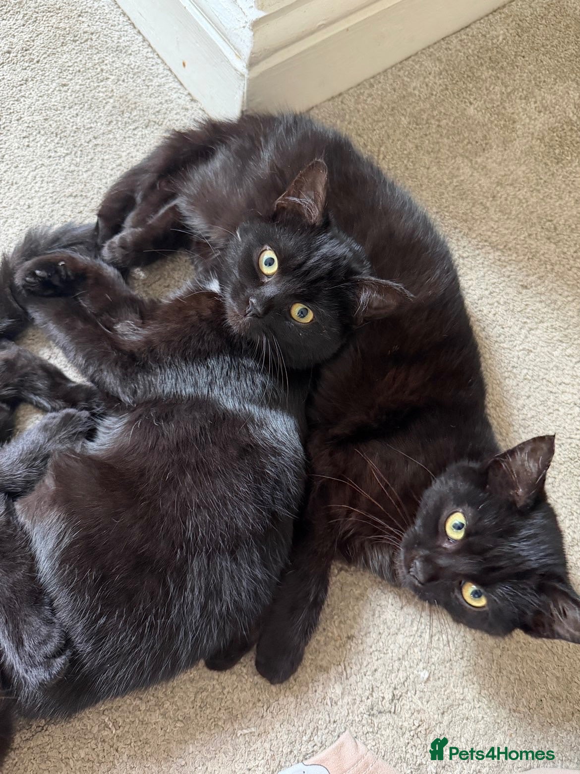 Mixed Breed cats Fluffy black kittens 🐈‍⬛  - Advert 2