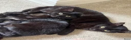 Mixed Breed cats for sale: Fluffy black kittens 🐈‍⬛  in Ferryhill - Advert 1