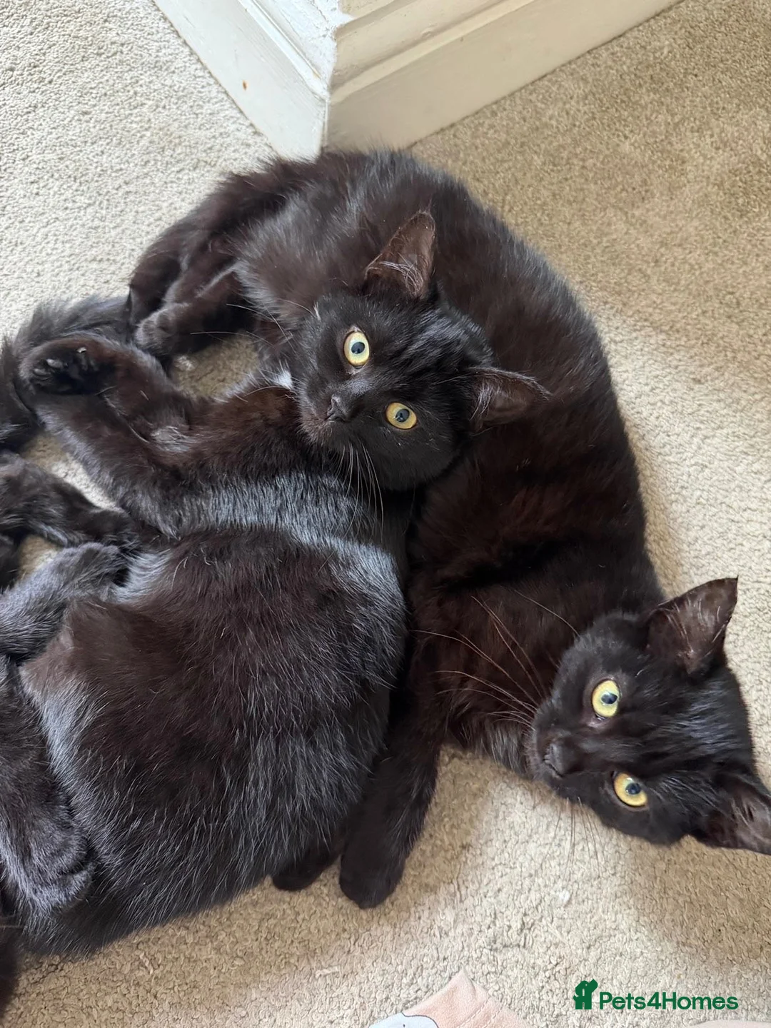 Mixed Breed cats for sale: Fluffy black kittens 🐈‍⬛  in Ferryhill - Advert 1