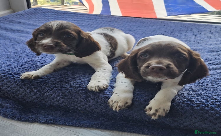 English Springer Spaniel dogs - Advert 3