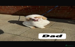 Miniature Poodle dogs for sale: Miniature poodle puppies  - Image 10