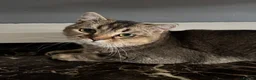 Scottish Fold cats for sale: Scottish Fold class & chinchilla Kittens Available - Advert 11
