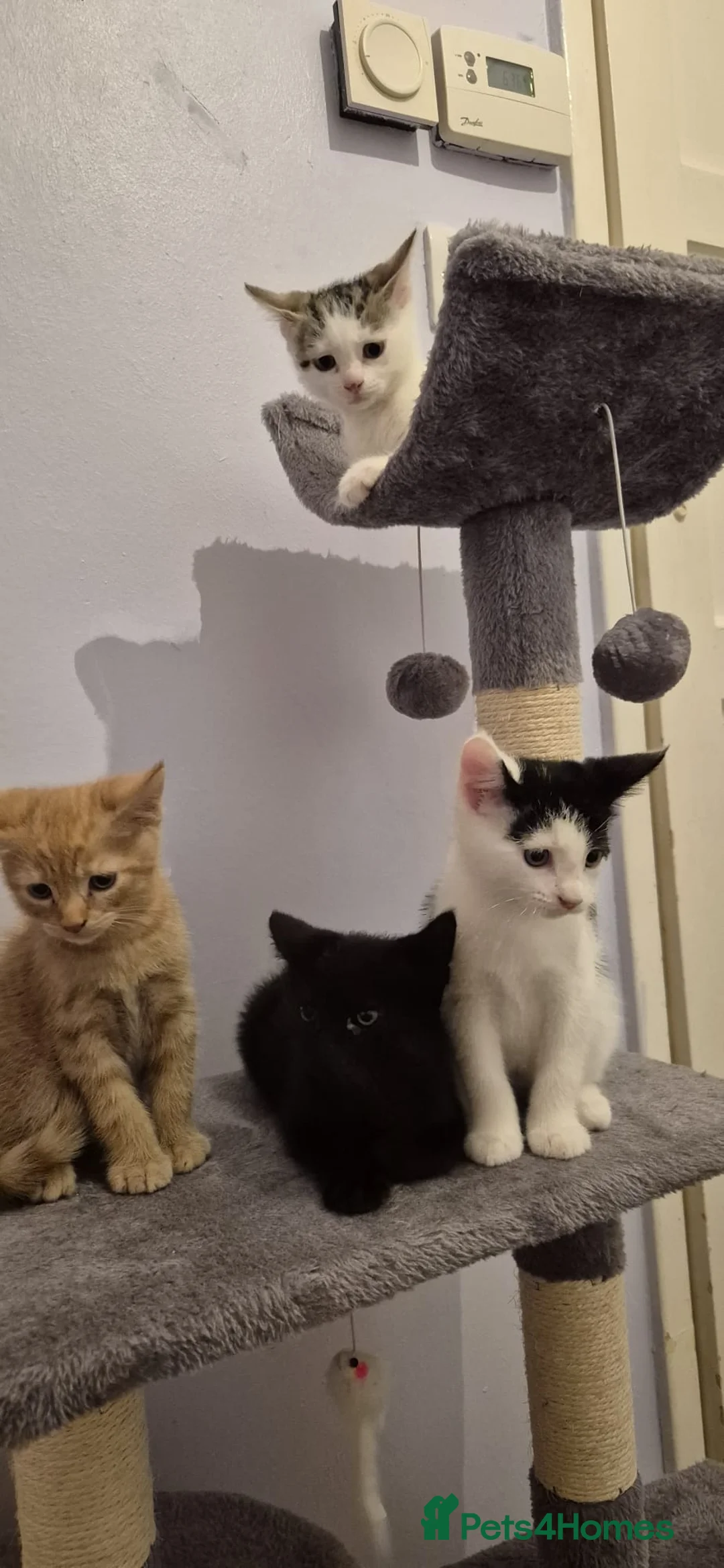 Mixed Breed cats for sale: 3 kittens available for loving homes - Advert 1