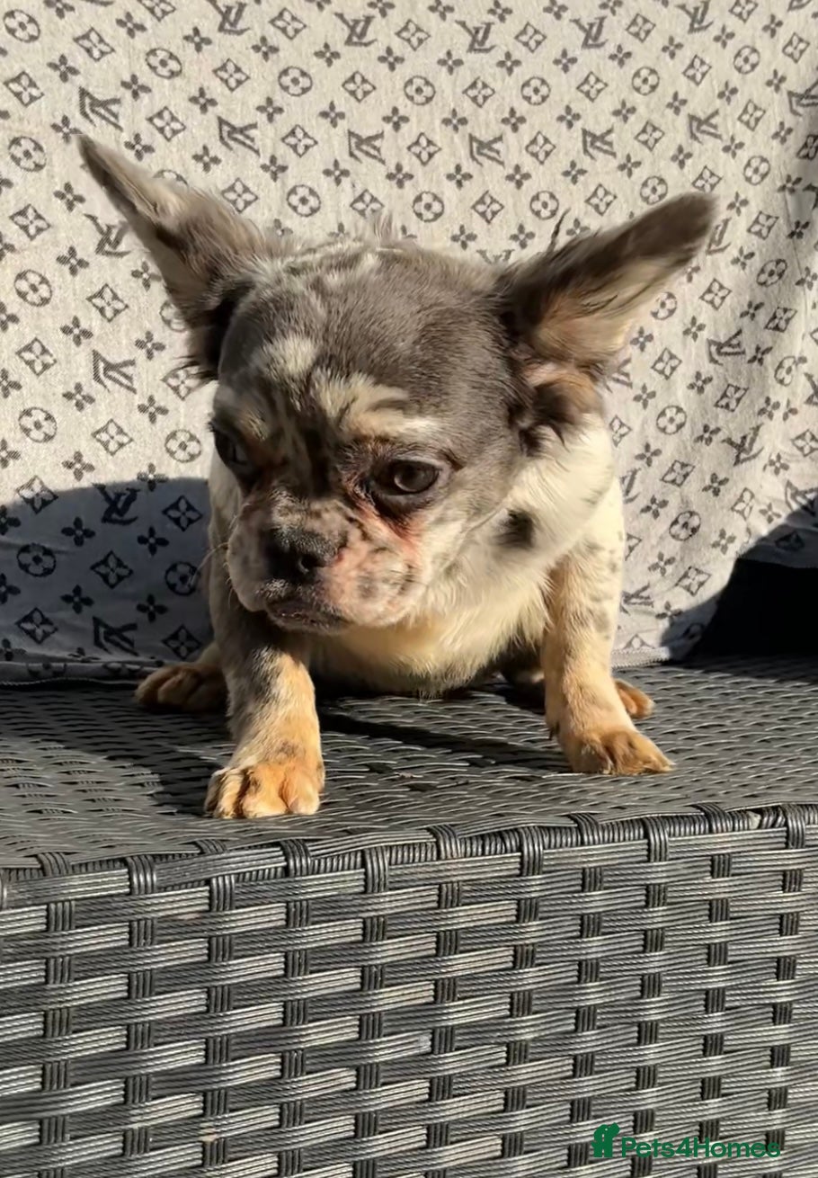 French Bulldog dogs ✨ Enchanted Frenchie Puppies Ready Now! ✨ - Advert 7